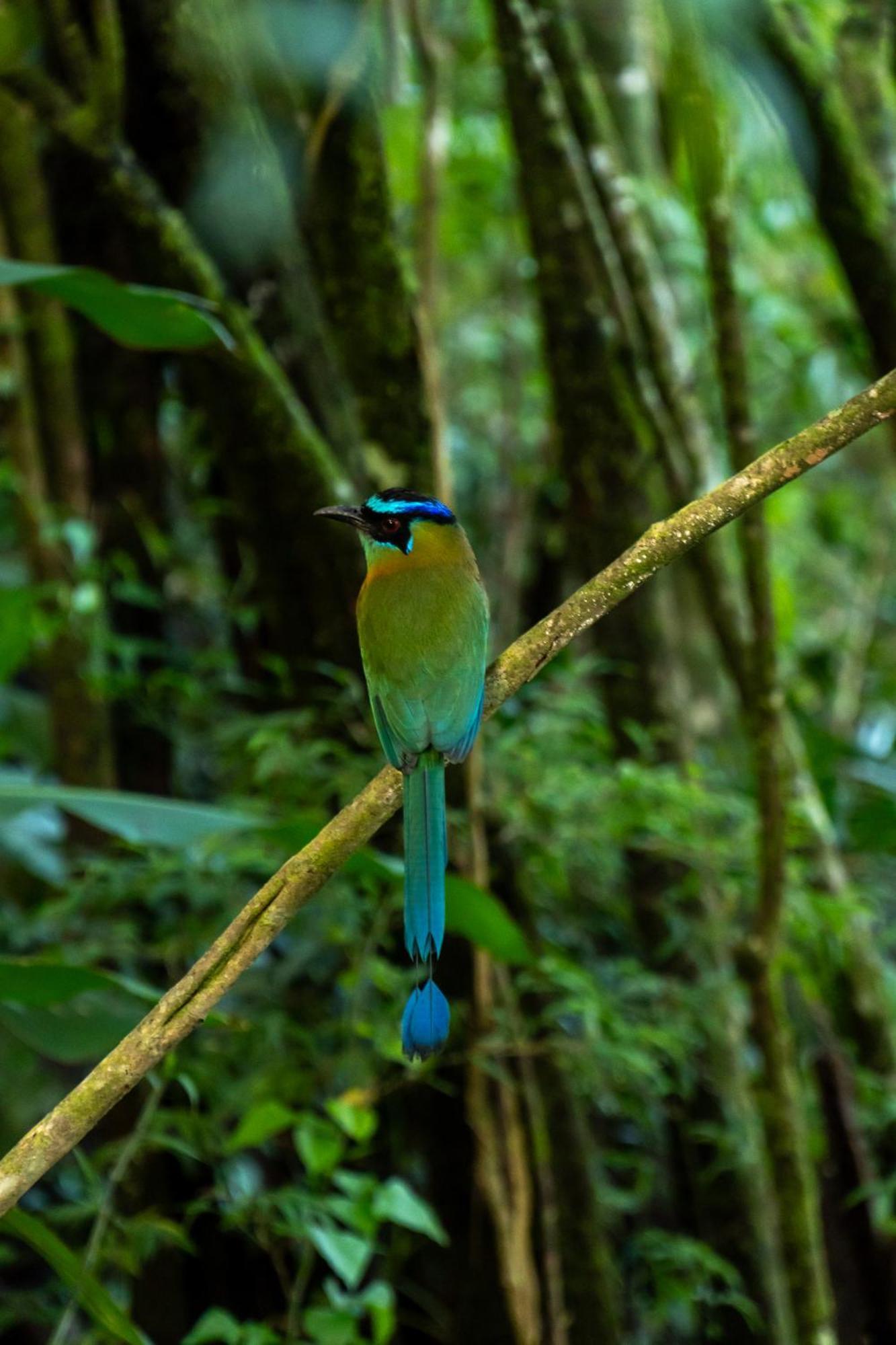 Koora Monteverde A Cloud Forest Hotel By Sandglass Екстер'єр фото